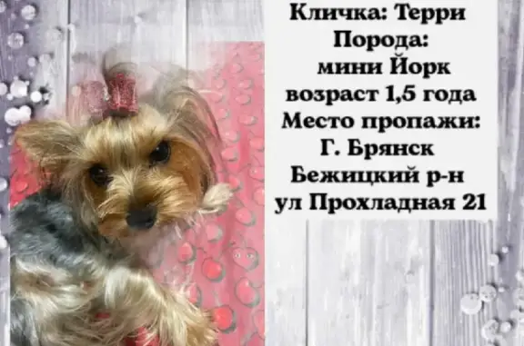 Пропала собака Йорк в Чайковичах, Брянск.