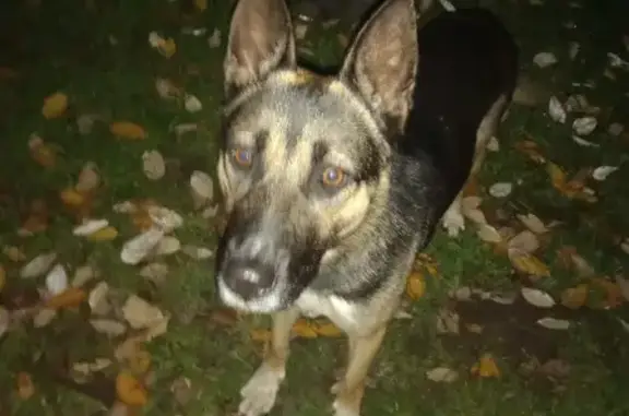 Найдена молодая собака в Богородском