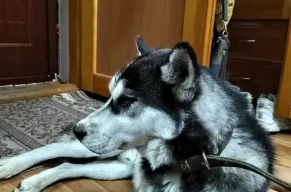 Собака Хаски найдена на улице Катанова в Абакане