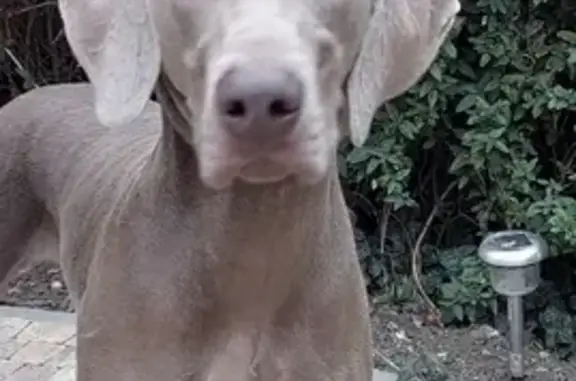 Найдена собака, Краснодар, фото: Найдена веймаранер на ул. Симферопольской 3, Краснодар