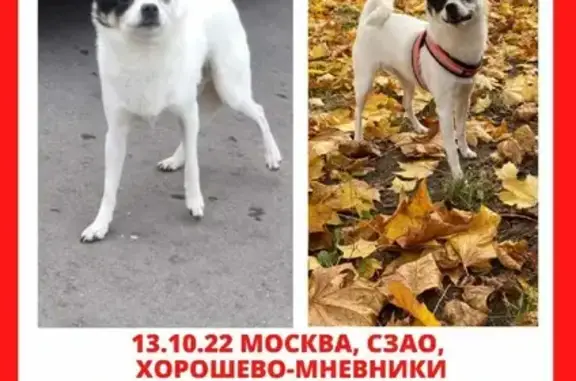 Найдена собака на ул. Мневники 23, Москва