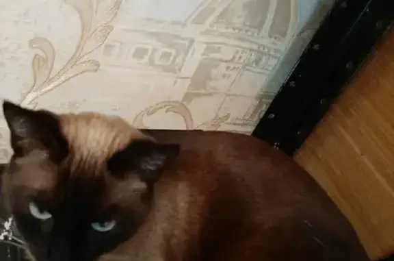 Найдена ласковая сиамская кошка на ул. Шамиля Усманова