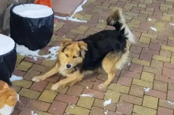 Пропала собака Жулька, вознаграждение! (Адрес: Васильковая улица, 17, Прибрежное)