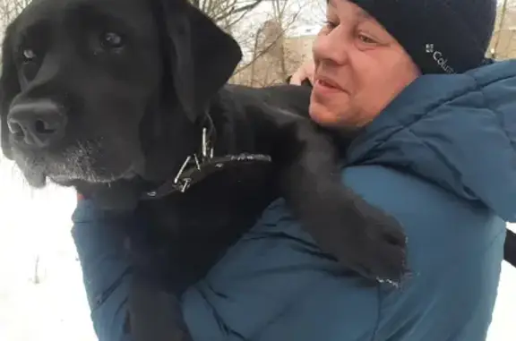 Пропала собака Лабрадор на ул. Некрасова, 29 в Кирове