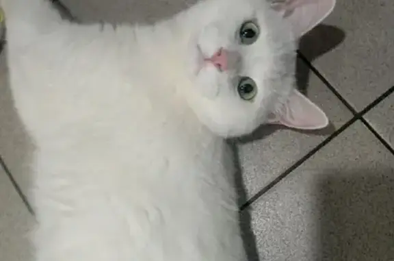 Кошки потеряшки, Ярославль, фото: Потеряшка кошка на ул. Ньютона, 53 в Ярославле