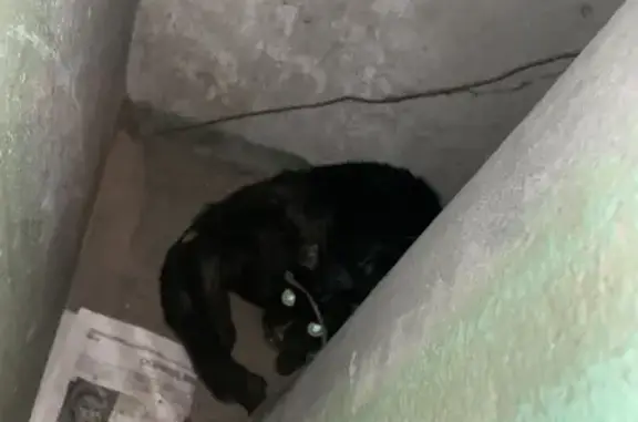 Найдена кошка с ошейником и сломанной лапой на Ломоносова, 177