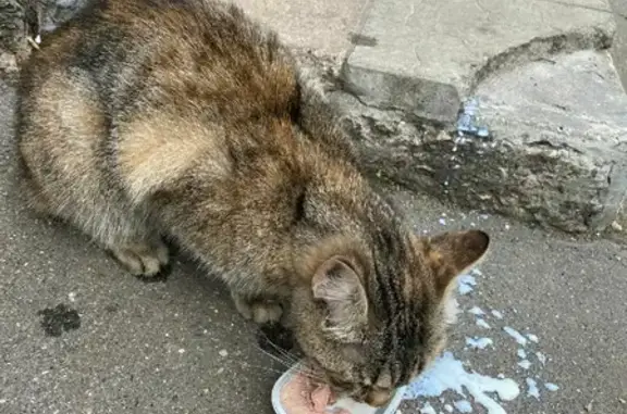 Найдена домашняя кошка на Барышихе, Москва