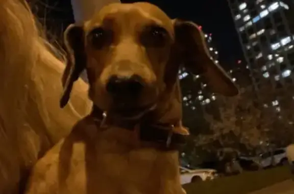 Собака Такса на улице Лавочкина, 12 с1 в Москве