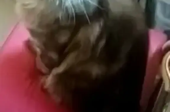 Кошки потеряшки, Омск, фото: Потеряшка кот породы Мейн-кун на улице Кемеровской, Омск