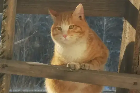 Пропал кот рыжего тигрового окраса в Иркутской области