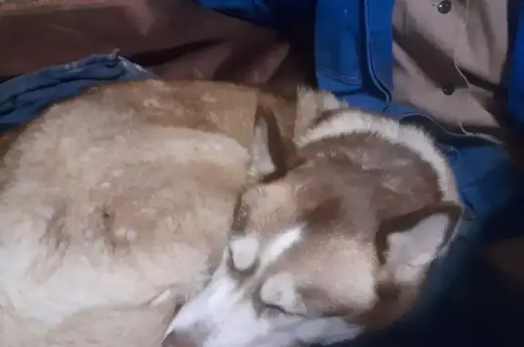 Найдена собака на Первомайской улице в Коврове