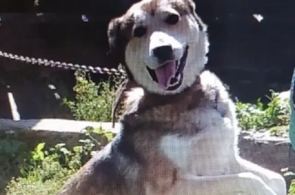 Потерянные животные Новокузнецк, фото: Пропала собака на Горбуновской улице