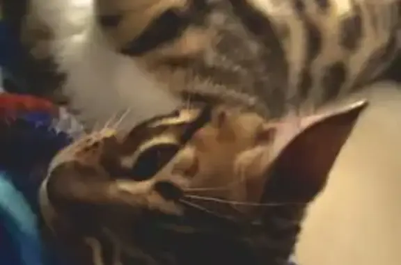 Объявления о пропавших и найденных животных, Курган, фото: Пропала кошка на ул. Томина, 82, Курган: бенгальская порода, Кошечка Аврора.