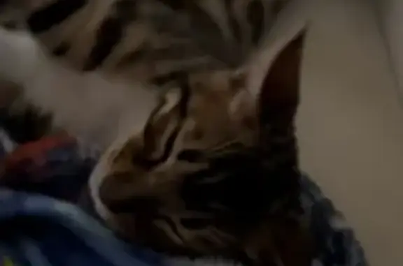 Объявления о пропавших и найденных животных, Курган, фото: Пропала бенгальская кошка на улице Томина, 82 в Кургане