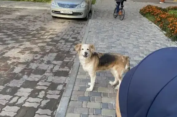 Собака найдена на Краснореченской, Хабаровск.