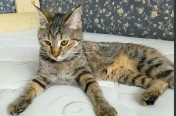 Кошки потеряшки, Санкт-Петербург, фото: Потеряшка кошка на улице Трефолева, 8 (СПб)