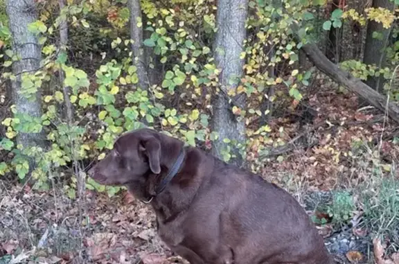 Пропала собака Боня в Орловской области