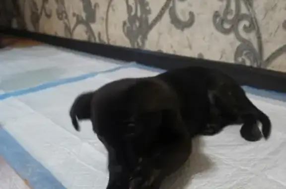 Собака ищет дом: Окрас - чёрный в коричневую крапинку, 6А, Нефтеюганск