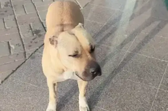 Собака найдена возле Изумрудного города на Комсомольском пр-те, 13Б