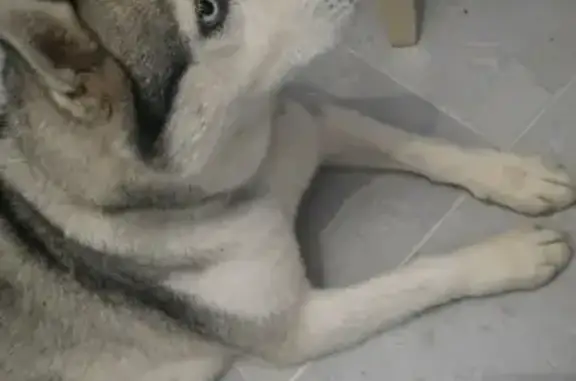 Собака найдена на улице Мазита Гафури в Казани