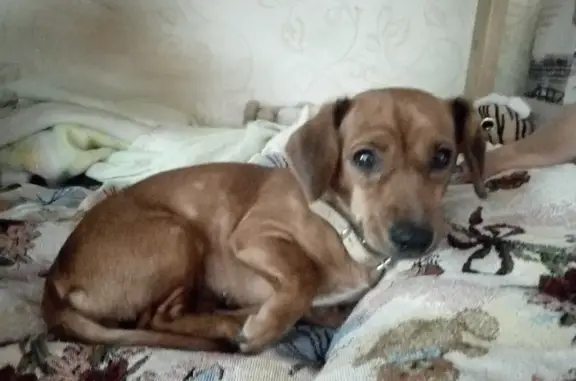 Найдена рыжая собака на ул. Новороссийской, Краснодар