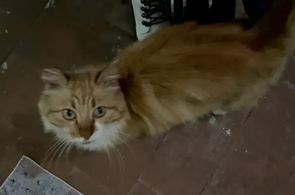 Найден пушистый кот на улице Гагарина, ищет новый дом