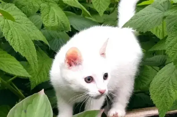 Пропала белая кошка в районе Вольно-Надеждинска, ул. Пушкина, 36