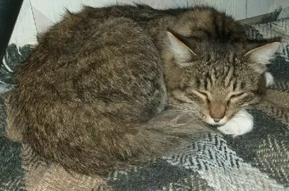 Найден голодный беспородный котик на Семафорной, Красноярск