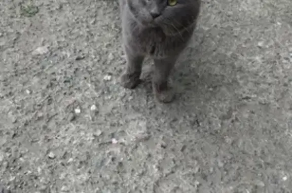 Найдена кошка на ул. Петра Сухова, 68, Барнаул