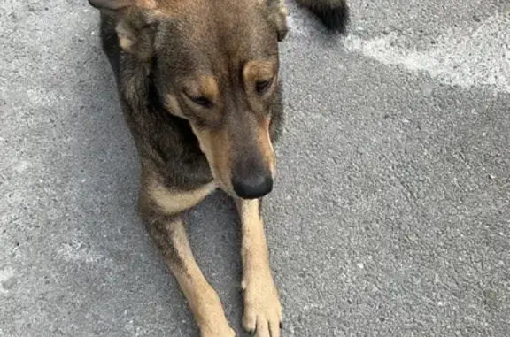 Собака найдена возле магазина Фасоль на ул. Янковского, 148, Краснодар.