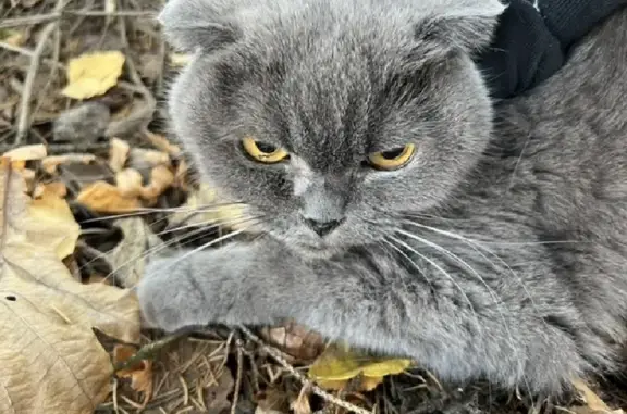 Найдена британская кошка в Пушкинском районе, ищем хозяев или приют.