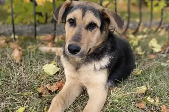 Найден щенок в Экопарке, Томилино: ищем хозяев!