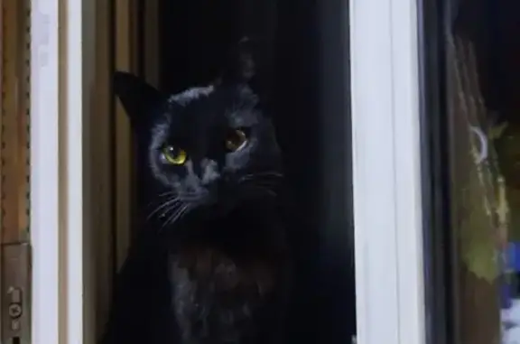 Пропала черная кошка на ул. Петра Мерлина, 65, Бийск
