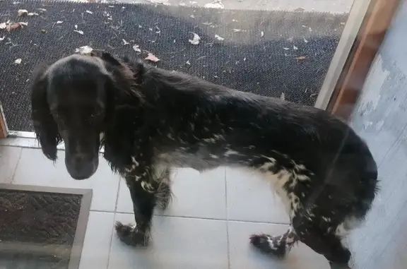 Найдена собака без хозяина на 1-й Московской, Серпухов