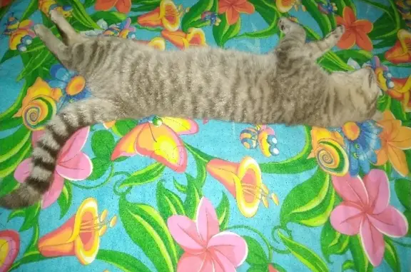 Объявления о пропавших и найденных животных, Киров, фото: Пропал кот Кот, возле Герцена 24, ул. Архитектора В. Зянкина 12, Киров.