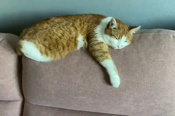 Потерянные животные Набережные Челны, фото: Пропала кошка на Мусенок 49/25, Набережные Челны