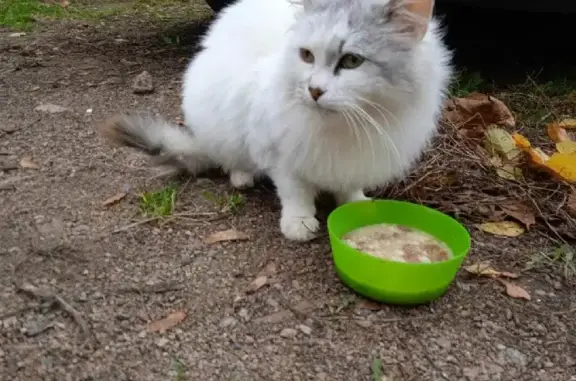 Пропала кошка в Новой Буре, Копорском тракте