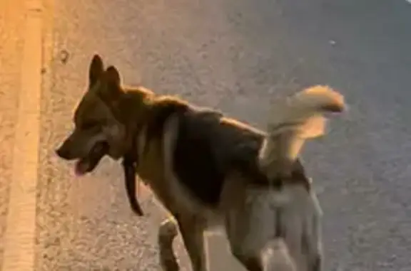 Собака Мальчик на улице Наумова, 67 в Ярославле