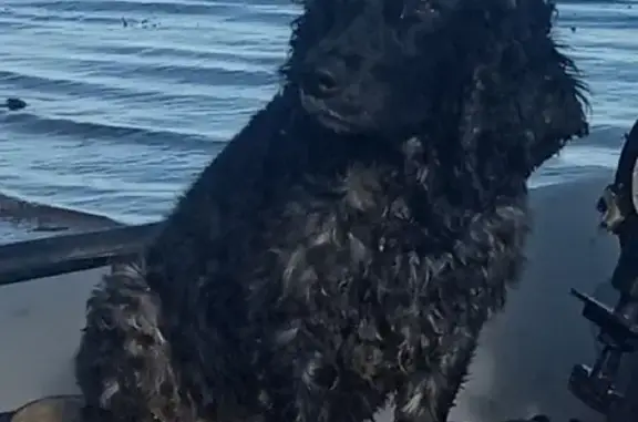 Пропала собака Трейси в Дубовке, Чувашия