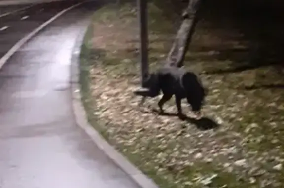 Найден черный кобель возле парка Левобережного, адрес: Прибрежный пр-д, 7