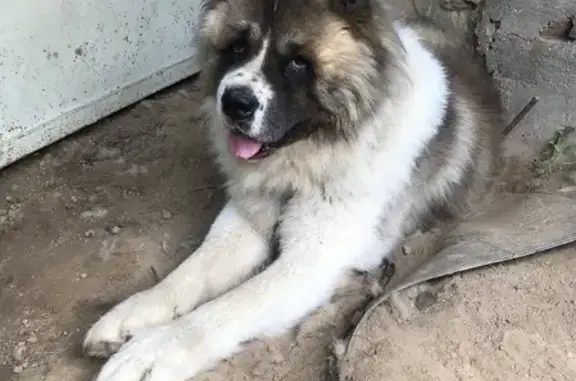 Пропала собака Рич в деревне Бролино, Московская область