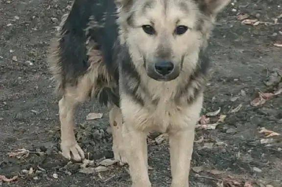 Найдена собака на набережной Иосифа Кобзона, Москва