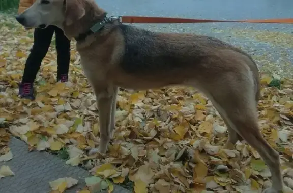 Найдена собака на Кольцевой улице, Лобня - домашняя русская гончая выжловка.
