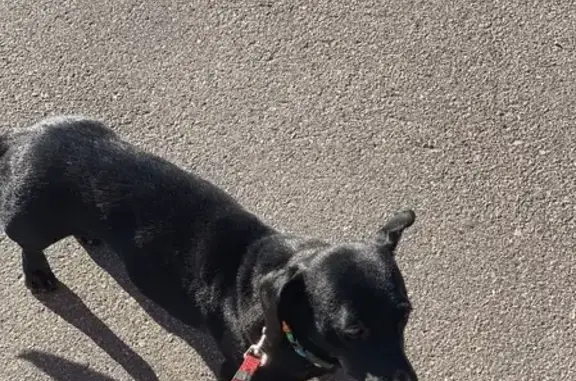 Собаки потеряшки, Санкт-Петербург, фото: Потеряшка собака Эся на Московском проспекте