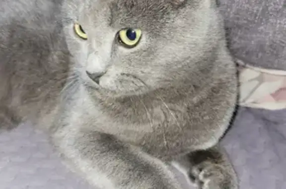 Найден молодой кот на Совхозной, 27 в Абакане