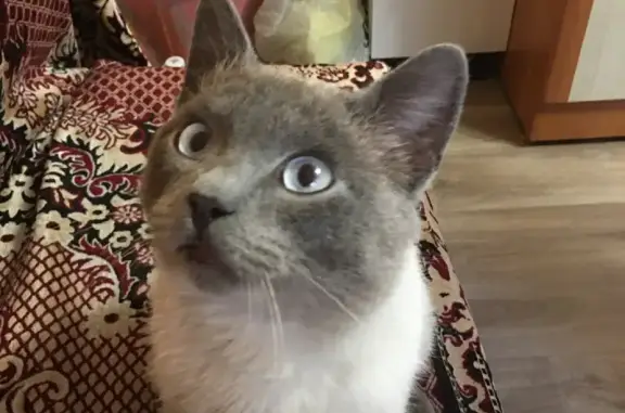 Найдена тайская кошка на Варшавской, 10 в Новокузнецке
