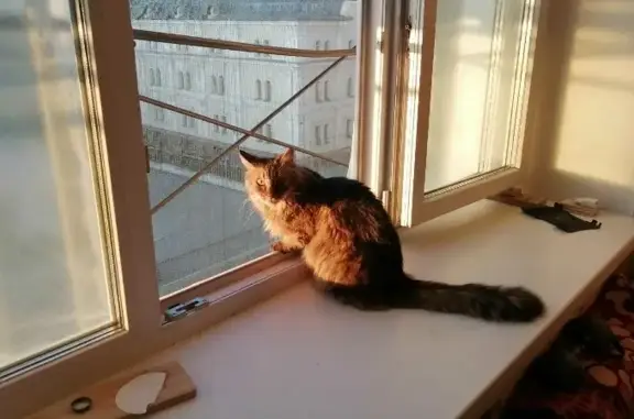 Потерянные животные Тольятти, фото: Пропал кот Платон, вознаграждение.