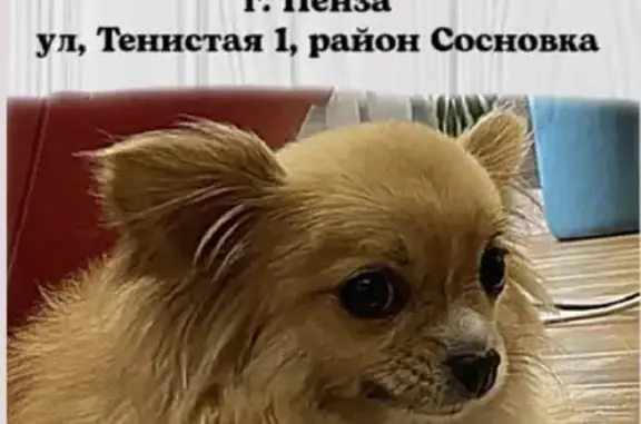 Пропала собака на Тенистой улице, вознаграждение 20 тыс. руб.