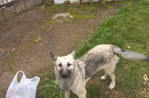Найдена игривая собака на даче в Орловской области
