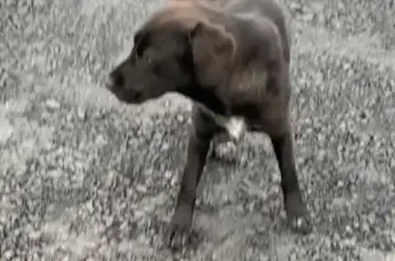 Найдена собака, Московская область, фото: Найдена собака в г. Нудоль, Московская область